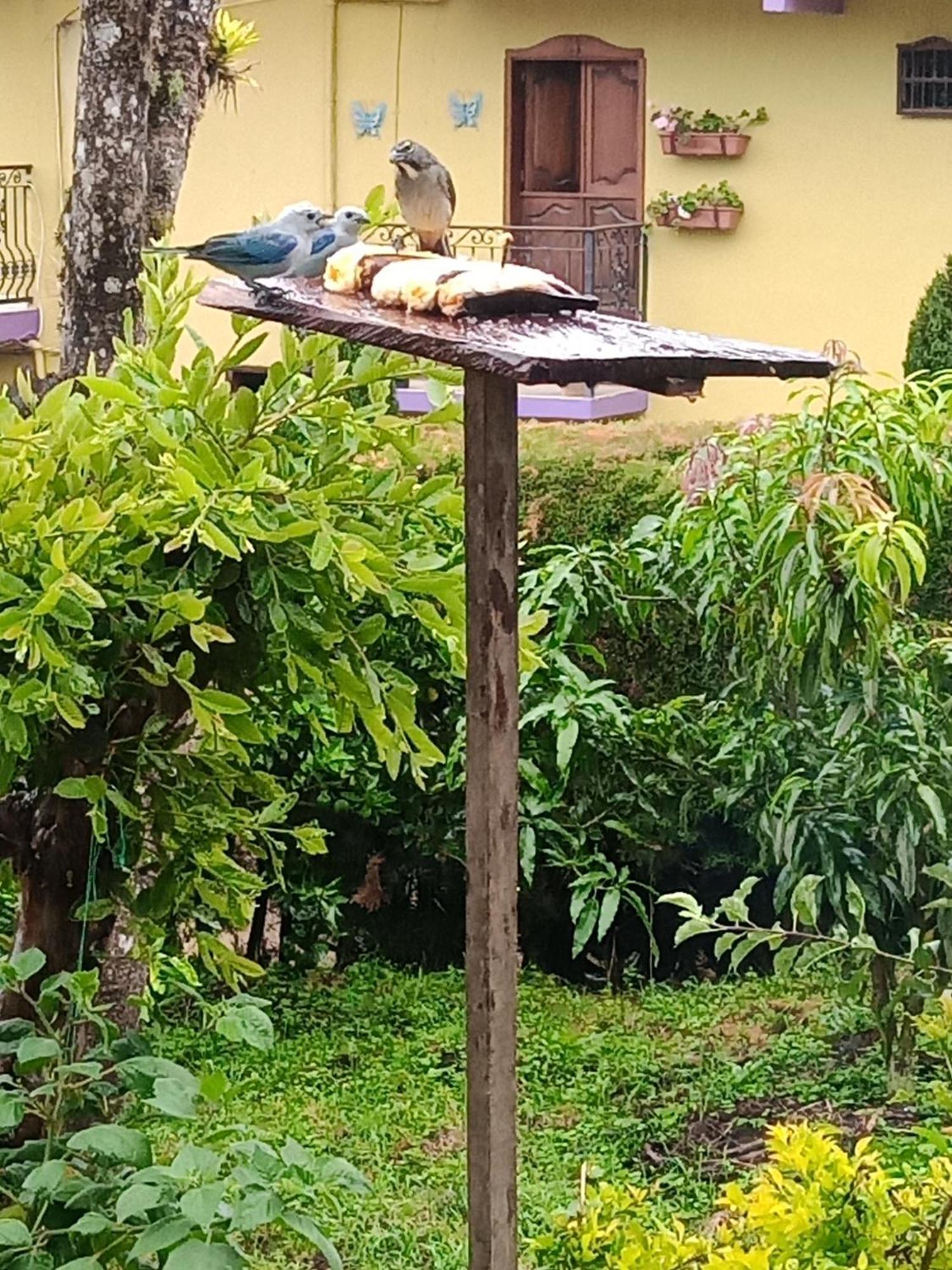 Bird House - Apartament Jardín Esterno foto