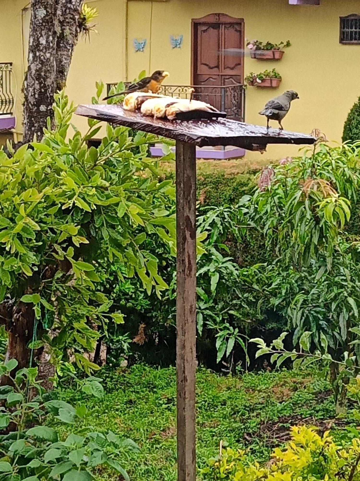 Bird House - Apartament Jardín Esterno foto
