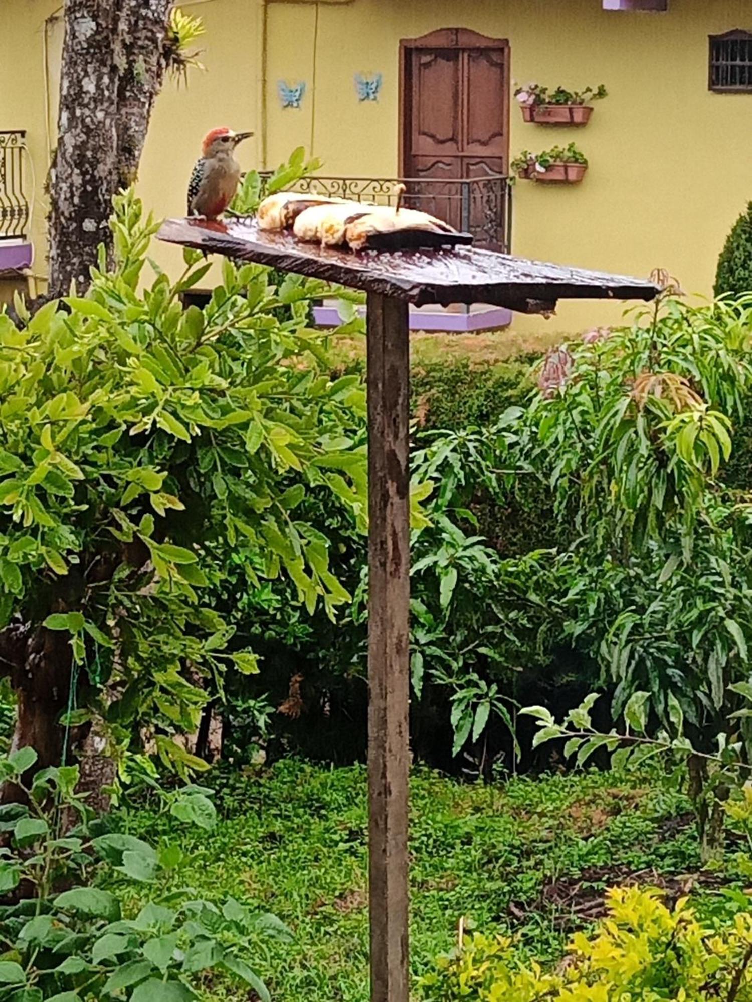 Bird House - Apartament Jardín Esterno foto