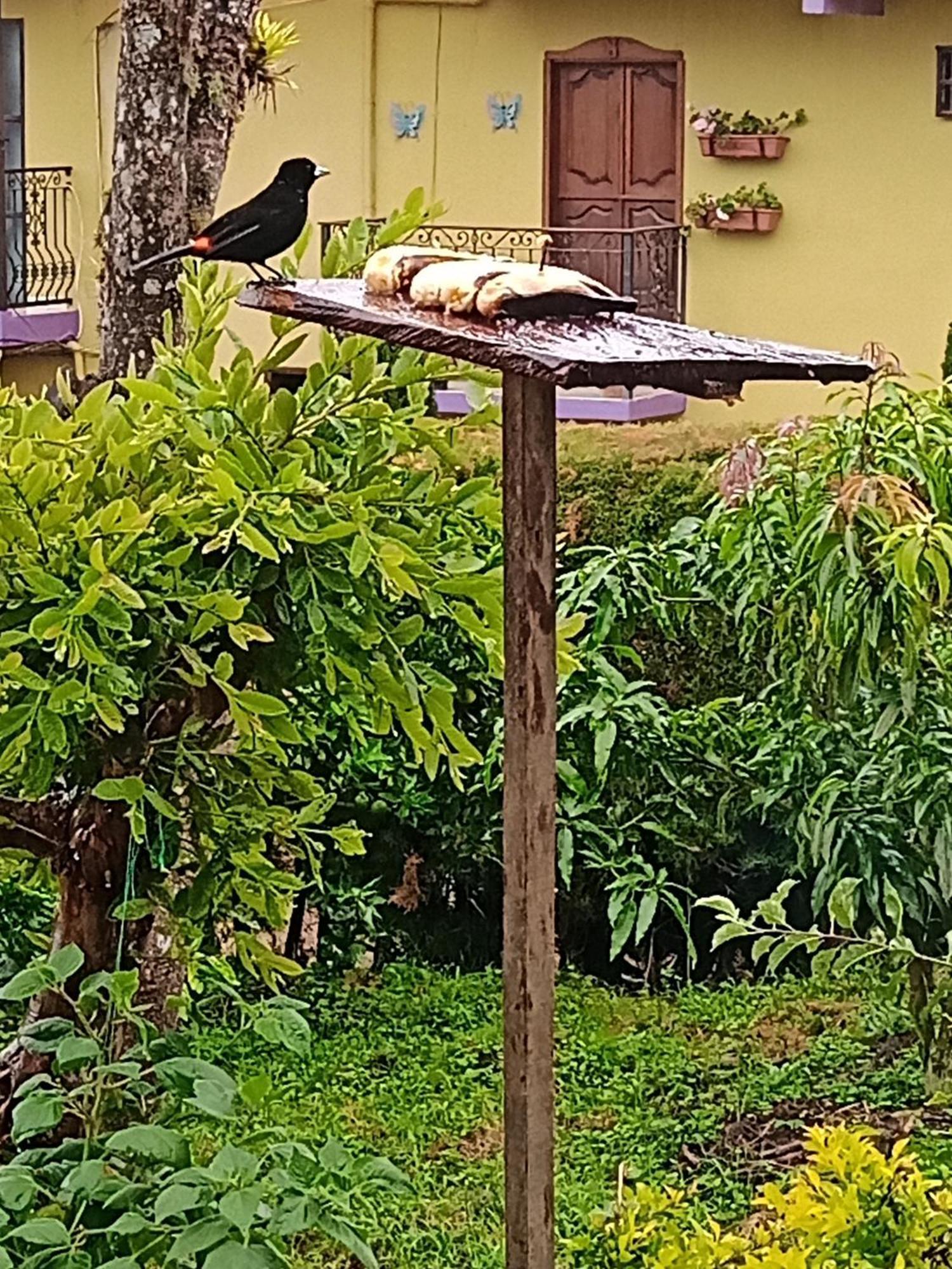 Bird House - Apartament Jardín Esterno foto